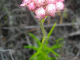 Helichrysum felinum