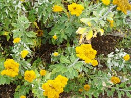 Helichrysum umbraculigerum