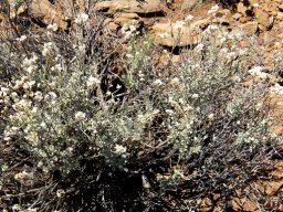 Helichrysum zeyheri 