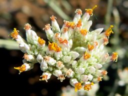 Helichrysum zeyheri some open florets