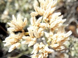 Helichrysum zeyheri flowerheads and cobwebs