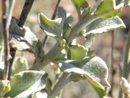 Helichrysum zeyheri leaves