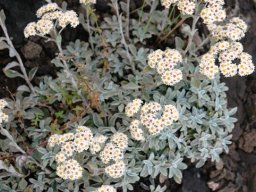 Helichrysum sutherlandii flowering in the Drakensberg