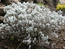Helichrysum tenuifolium at Ramabantha, Lesotho