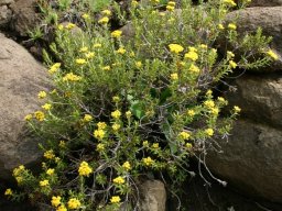 Helichrysum trilineatum narrow, green leaves, a less rounded bush