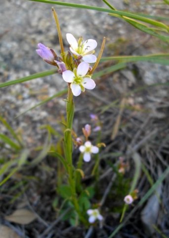 Heliophila scoparia