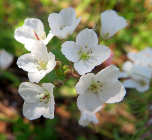 Heliophila amplexicaulis flowers