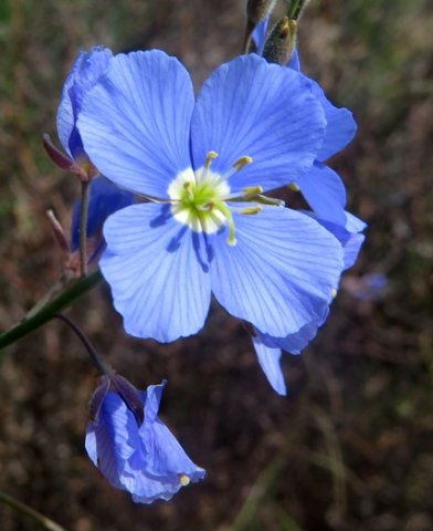Heliophila arenaria flower