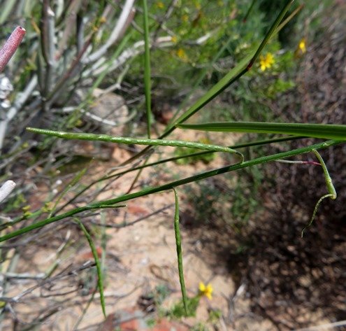 Heliophila arenaria fruit pods or siliquae