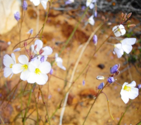 Heliophila collina flowering stages