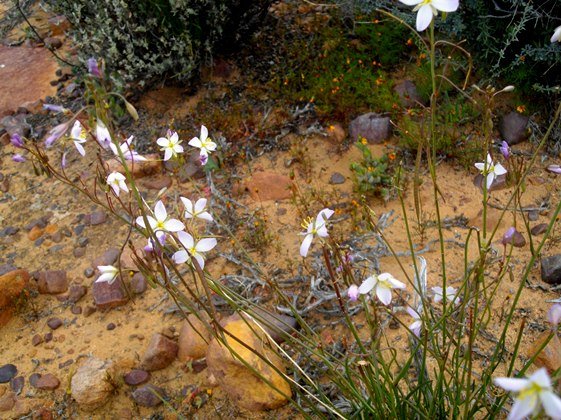 Heliophila collina leaves