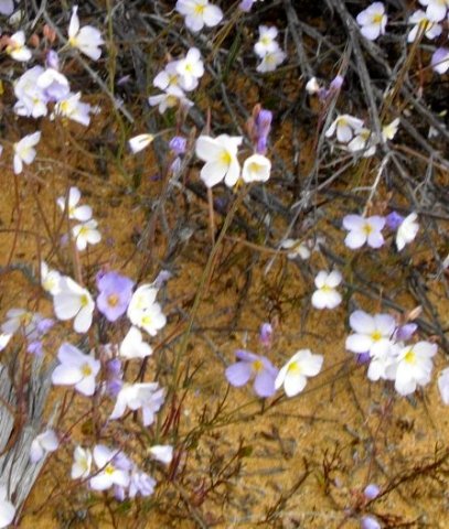 Heliophila collina