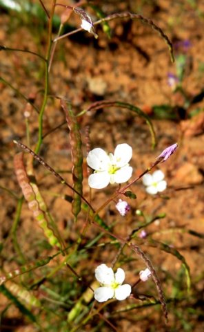 Heliophila collina fruit