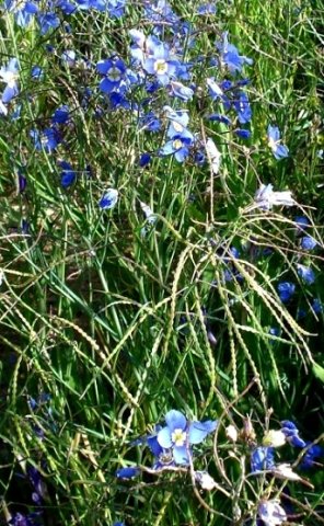 Heliophila coronopifolia