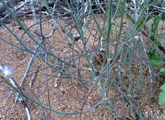 Heliophila coronopifolia stems and leaves