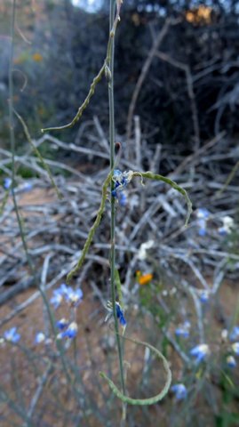 Heliophila coronopifolia pods