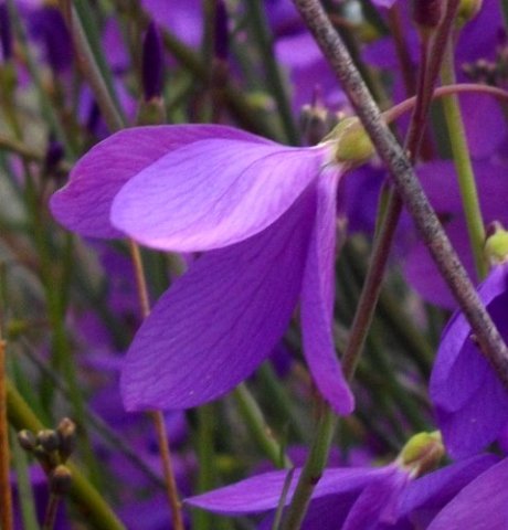 Heliophila juncea, the bashful stance