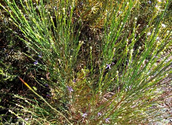 Heliophila juncea wiry green stems