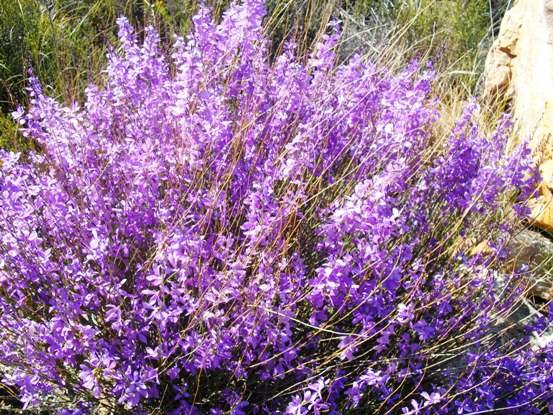 Heliophila juncea