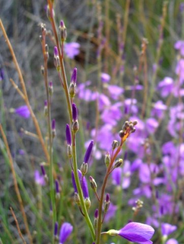 Heliophila juncea buds