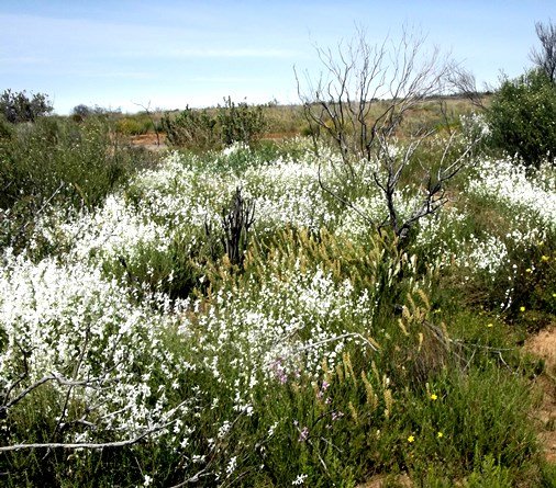 Heliophila juncea, profusion in white 
