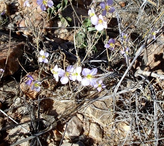 Heliophila suavissima