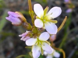 Heliophila