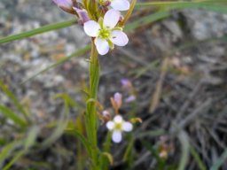 Heliophila scoparia