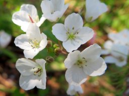 Heliophila amplexicaulis flowers