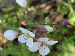 Heliophila amplexicaulis buds