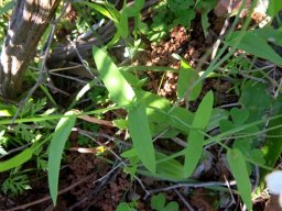 Heliophila amplexicaulis leaves
