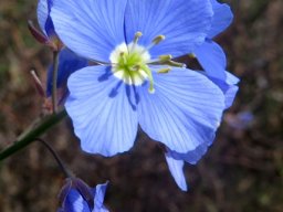 Heliophila arenaria flower