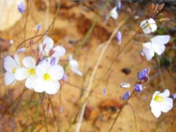 Heliophila collina flowering stages