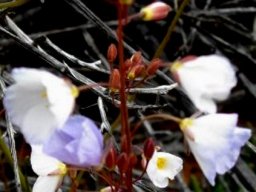 Heliophila collina buds