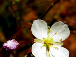 Heliophila collina flower