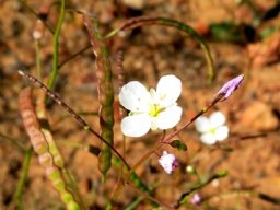 Heliophila collina fruit
