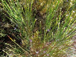 Heliophila juncea wiry green stems