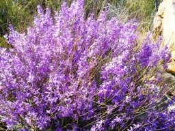 Heliophila juncea