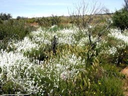 Heliophila juncea, profusion in white 