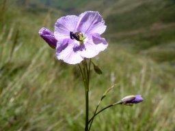 Heliophila rigidiuscula
