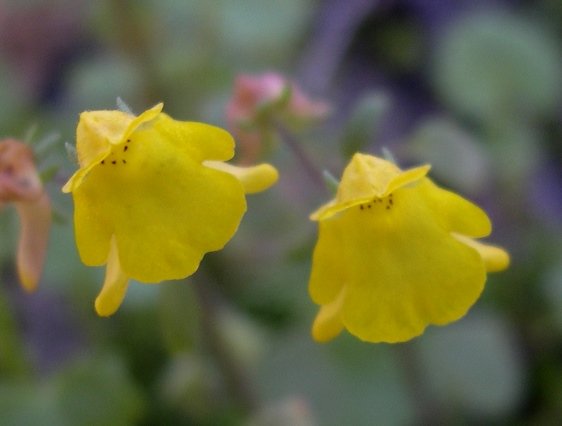 Hemimeris gracilis