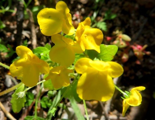 Hemimeris 