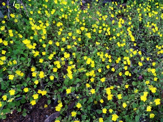 Hemimeris racemosa festive gathering
