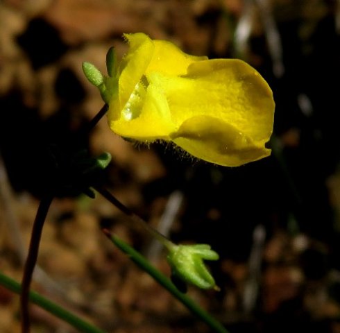 Hemimeris sabulosa flower