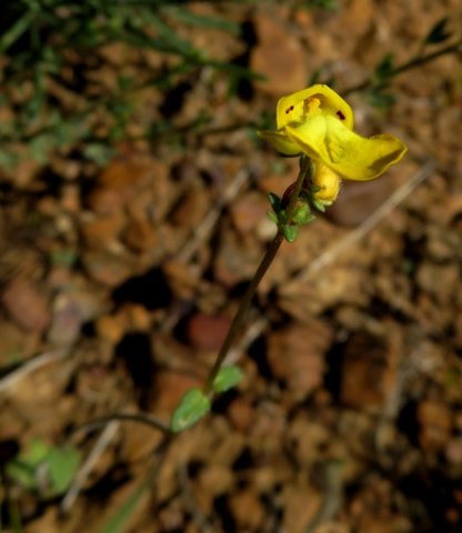 Hemimeris sabulosa