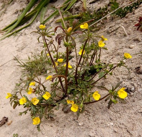 Hemimeris sabulosa in spring at Tietiesbaai
