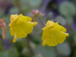 Hemimeris