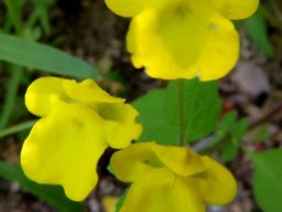 Hemimeris racemosa corollas