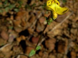 Hemimeris sabulosa