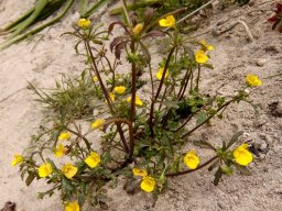 Hemimeris sabulosa in spring at Tietiesbaai